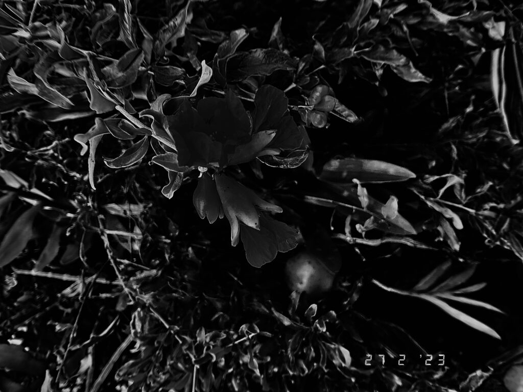 Imagem do último post